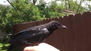 It’s more than bugs. Birds come to me as well. I saved this one from a cat attack.