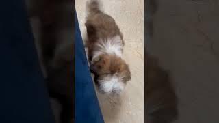 Shihtzu my baby doge #millionviews #ytshorts #shortsyoutube