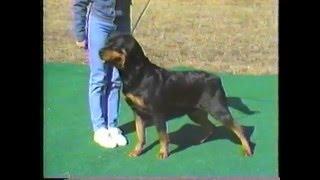 Von Ross Rottweilers - How to Select a Rottweiler Puppy and Develop a Champion