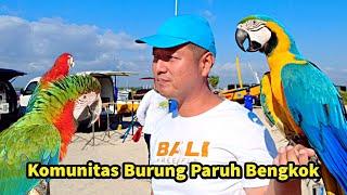 Hobi Unik ! Komunitas Pecinta Burung Paruh Bengkok Bali ! Free Fly Di Pantai Mertasari Sanur