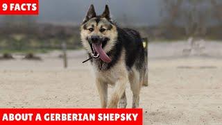 9 Facts about a Gerberian Shepsky | Dog Breed Facts and Information