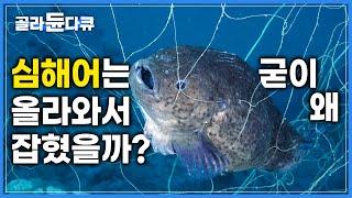 심해어는 알을 낳기 위해 얕은 바다로 올라오고 제 한 몸 바쳐 알을 지킨다 | 괴상하게 생긴 뚝지의 눈물겨운 자식 지키기 | 다큐프라임 | #골라듄다큐