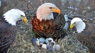 How Bald Eagle Laying Eggs And The Eggs Hatching