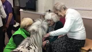 UK's first guide horses meet care home residents in Harrogate