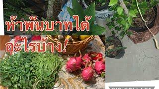 พาชมสวนผักไทยที่บ้านคนไทยในอเมริกาแวะไปซื้อผักมากินได้หลายอย่างเลยคนไทยใจดีทั้งแจกทั้งแถมแบ่งปันกัน