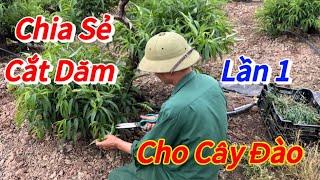 Đào Tết - Cắt dăm cho cây đào tết lần 1 đúng thời điểm - Vườn Nhà Bon (p83)#daotet #vuonnhabon