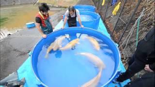 Konishi Koi Farm - Yamaguchi Super Jumbo Karashigoi Ikeage 2014