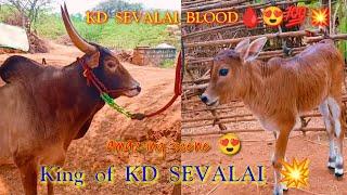 KD செவலை வாரிசு   என்ன ஒரு அழகு டா சாமி  KD SEVALAI BLOOD 🩸...... KD SEVALAI GROUPS