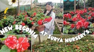 new variant of #begonia availabe at my Nursery plz visit my chnl@suryafarmnnurseryrangbhang2493