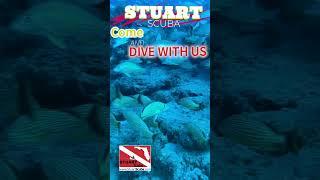 Come Dive With us lots of fish