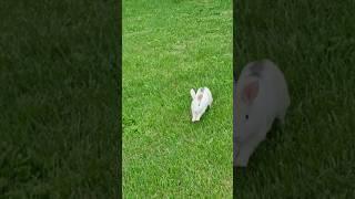 지나가는 나그네에게 반갑게 달려 오는 토끼#Shorts
