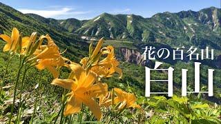 【夫婦登山】これぞ花の百名山！初夏の白山 クロユリに会いたい！