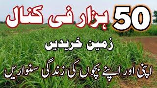 40 Acres Price 50 Hzar per Canal || Land For Sale in Pakistan || Azhar Jahangir official