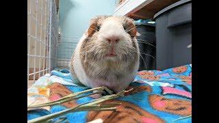 Guinea Pig Bloat Part 1: Vet Visit, Medications