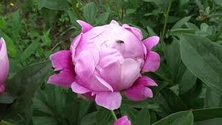 Пион УФИМЕЦ  Paeonia UFIMETS: обзор, описание, цветение, отзыв