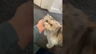 Persian Cat talking in cat language all natural sounds #cats #persiancat #catsofyoutube #shorts