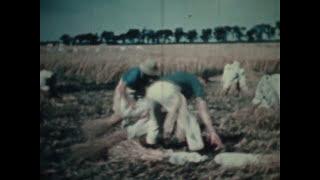 "Western Wheat"- Classic Canadian documentary (1953)