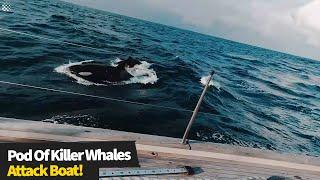 British crew are attacked by a pod of 30 killer whales