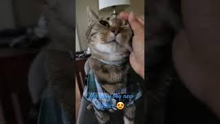 MY BOY GOT A NEW CLOTHES #catlover #catvideos #cats #catlovers