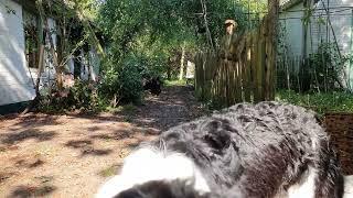 I tried to film the chickens responding to hearing me coming home... but then this happened...