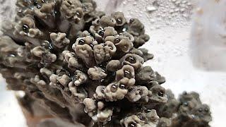 MAITAKE INDOOR GROW UPDATE, Pasteurized HWFP