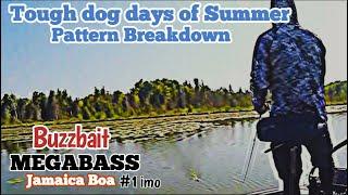 Megabass Jamaica Boa Buzzbait Cast2Catch Summertime Topwater fishing