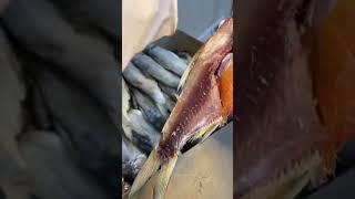 Самая вкусная Астраханская вобла 