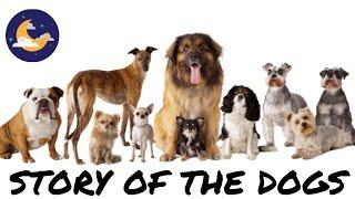 STORY OF THE DOGS | UNKNOWN DOG FACTS | INTERESTING FACTS ABOUT DOGS | KNOW YOUR FACTS