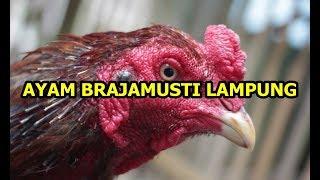 Inilah Ayam Brajamusti, Ayam Termahal di Dunia Yang Harganya Mencapai 250 Juta