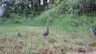 Waktu Yang Tepat Pikat Burung Sawah Ruak-Ruak / Wak - wak