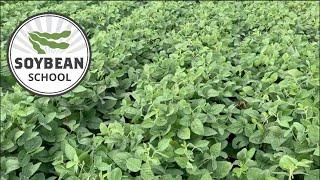 Soybean School: 15" versus 30" rows — the great debate