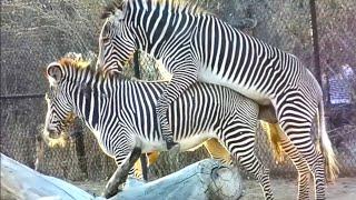 Zebra mating  funny zebra crossing | animals sexual reproduction | animals mating