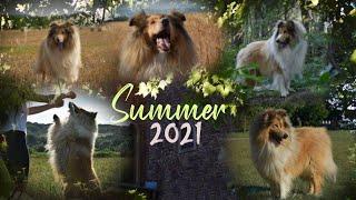 Summer 2021  & Dog tricks by Thunder the rough collie