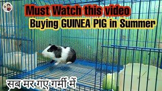 How to Care Guinea Pig in Summer || गर्मी में गिनी पिग की देख भाल कैसे करे #guineapig