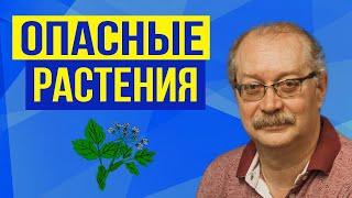 Самые опасные растения для детей в России, от которых лучше держаться подальше