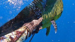 Spearfishing Australia