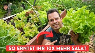 Salat länger frisch halten mit diesem Trick - dauerhaft Ernten