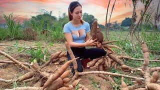 How to harvest and process cassava roots - Harvest hot peppers | Ngân Daily Life