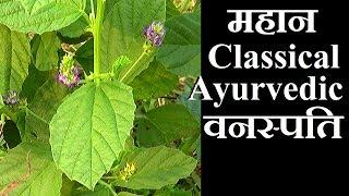 बावची, पहचान और फायदे│Psoralea Seeds, Introduction & Benefits on Health Channel By Vishal Sathye