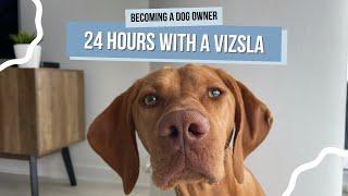 What It's Actually Like Owning a Vizsla | Spend the Day With Willa