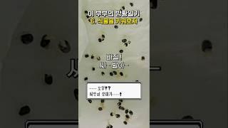 퇴사일기6 : 다이소 식물 키우기