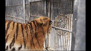 아기호랑이를 만난 맹수사육사