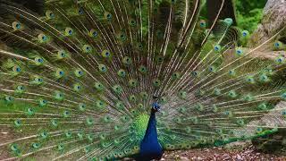 indian peacock showing off (Pavo cristatus)