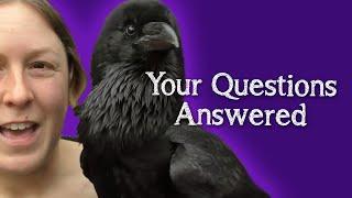 Fable the Raven | Q&A - Answering your questions!