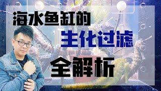 海水鱼缸的生化过滤全解析   |   小马说水族   |   海王频道