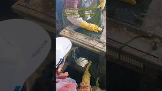 Inside the Seaweed Processing Workshop #work #workers #seafood