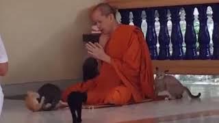 Buddhist Monk Prays Whilst Surrounded By Playful Kittens...will he keep a straight face?