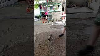 я стал котом