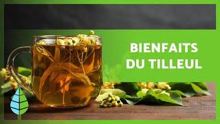 BIENFAITS du TILLEUL  (Propriétés, Comment préparer une INFUSION et Contre-indications)