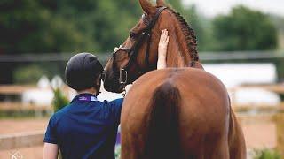 Happier || Equestrian Motivation